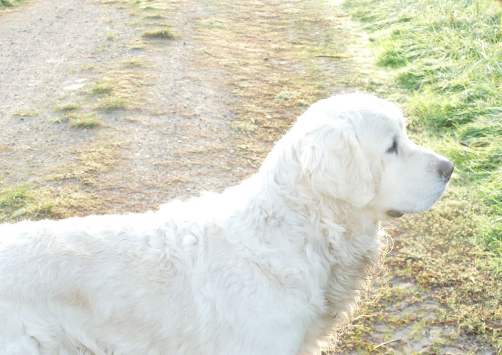 Vince Du Domaine Texan