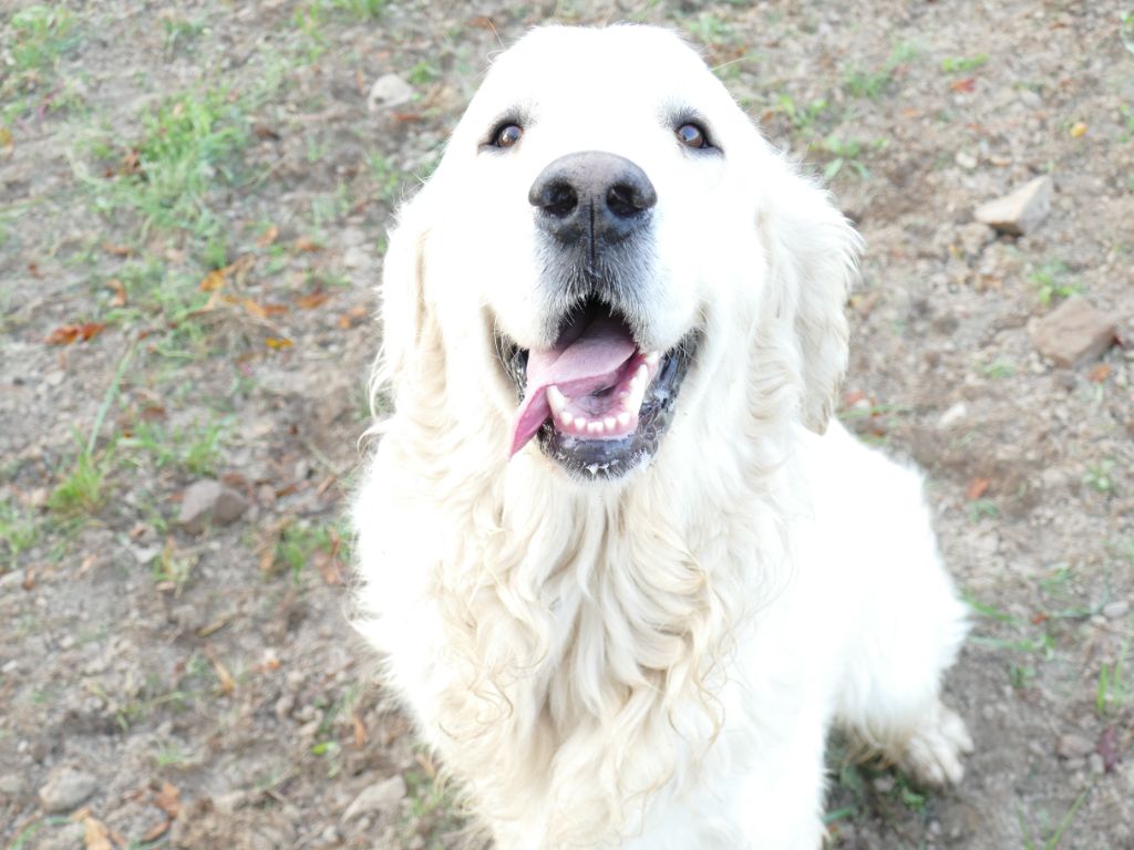 Vince Du Domaine Texan