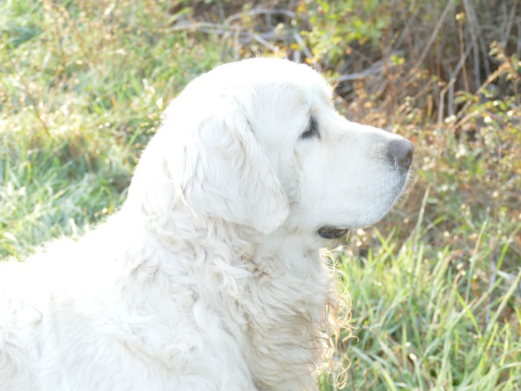 Vince Du Domaine Texan