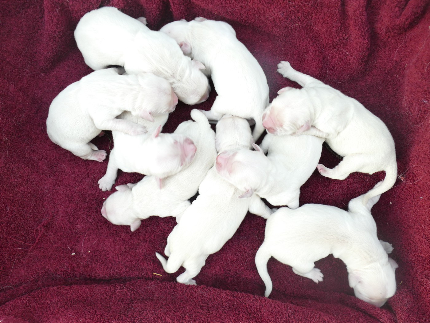 CHIOT 3 - Golden Retriever