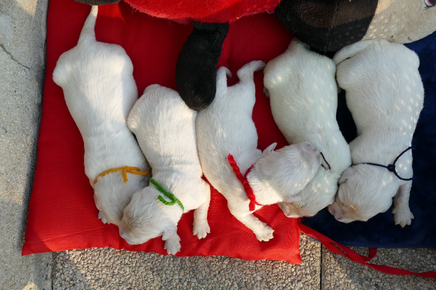 CHIOT 7 - Golden Retriever