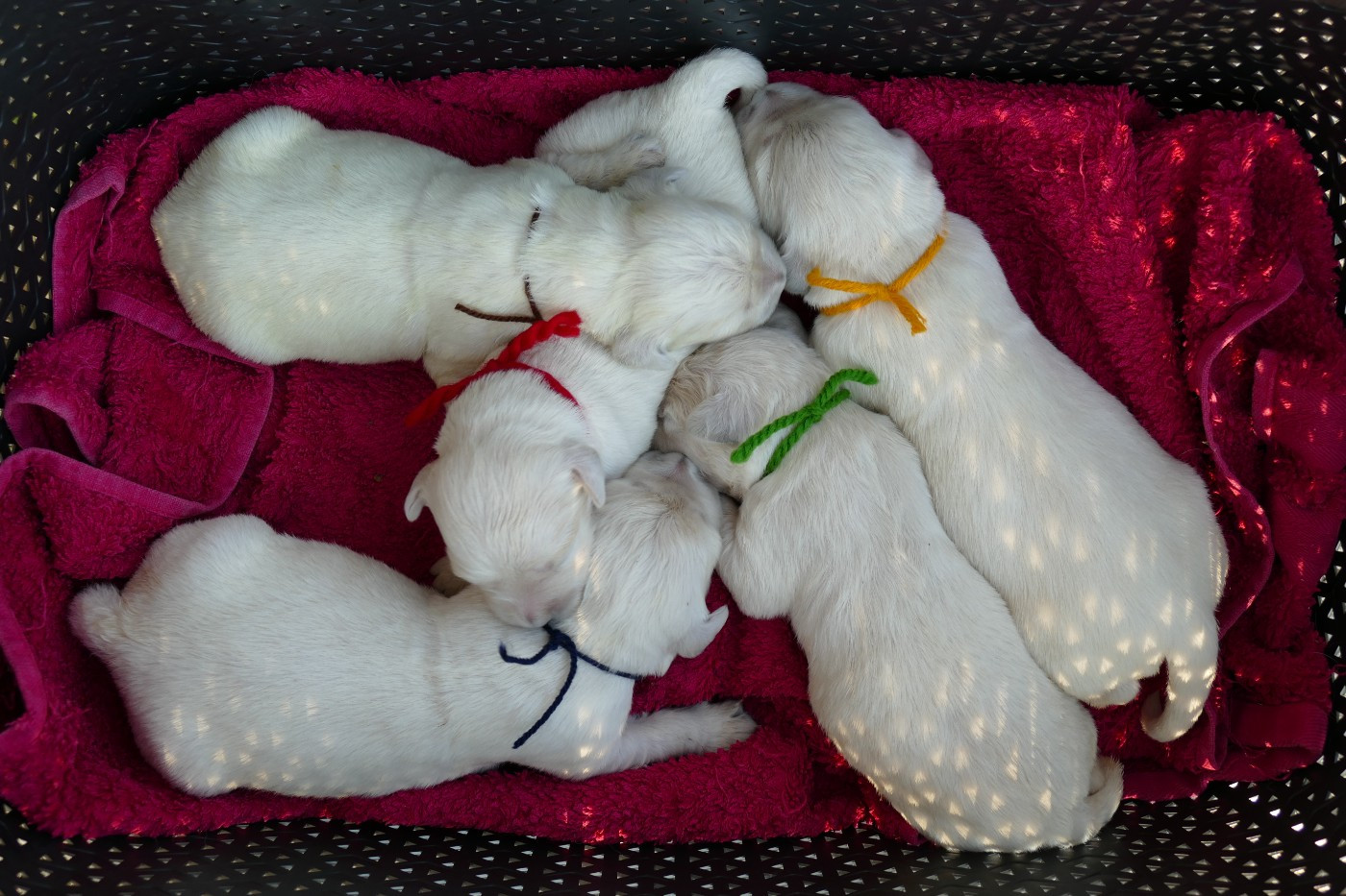 CHIOT 9 - Golden Retriever