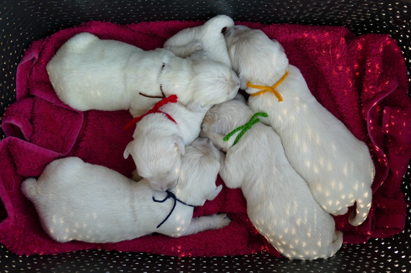 CHIOT 10 - Golden Retriever