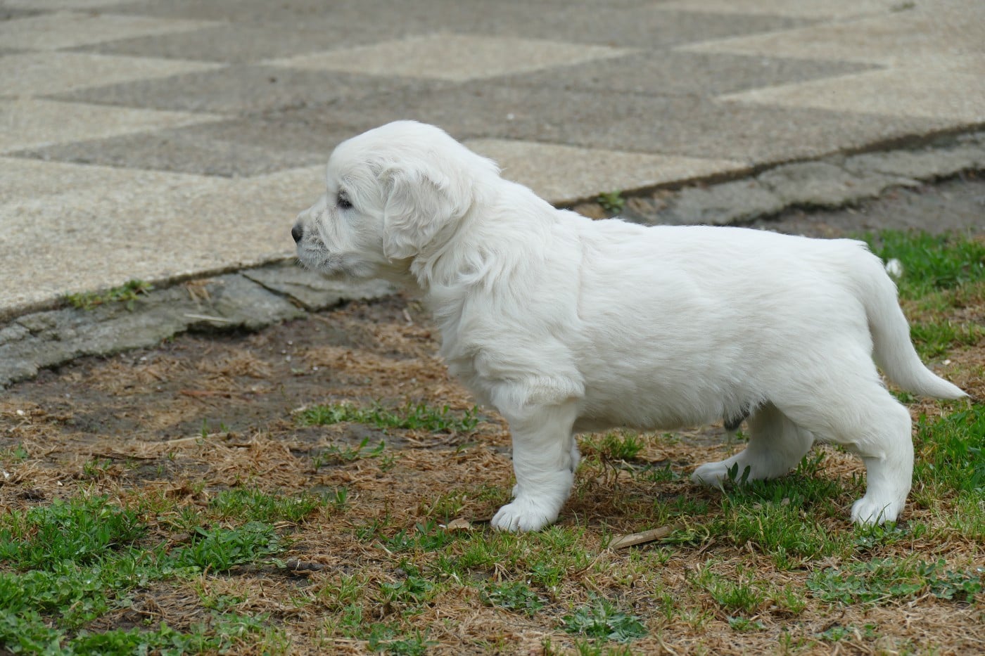 CHIOT 5