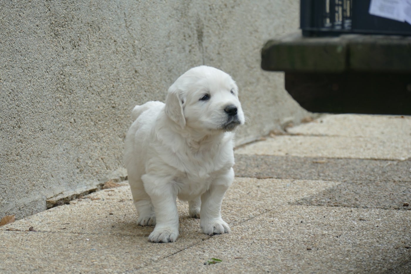 CHIOT 5