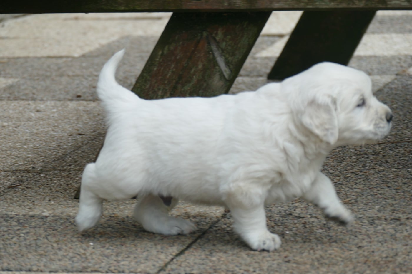 CHIOT 5