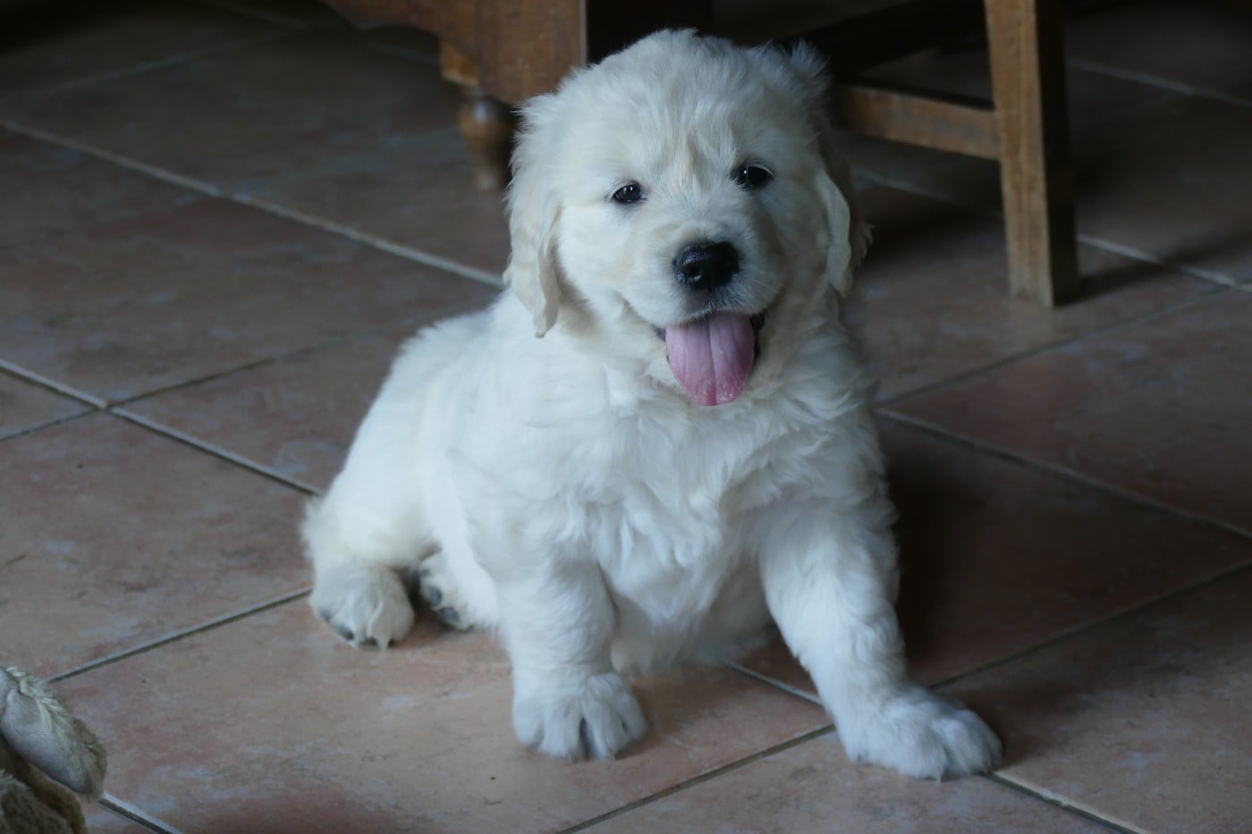 CHIOT 2 - Golden Retriever