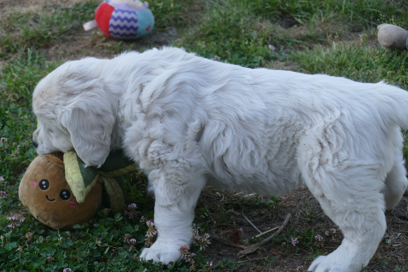 CHIOT 3 - Golden Retriever