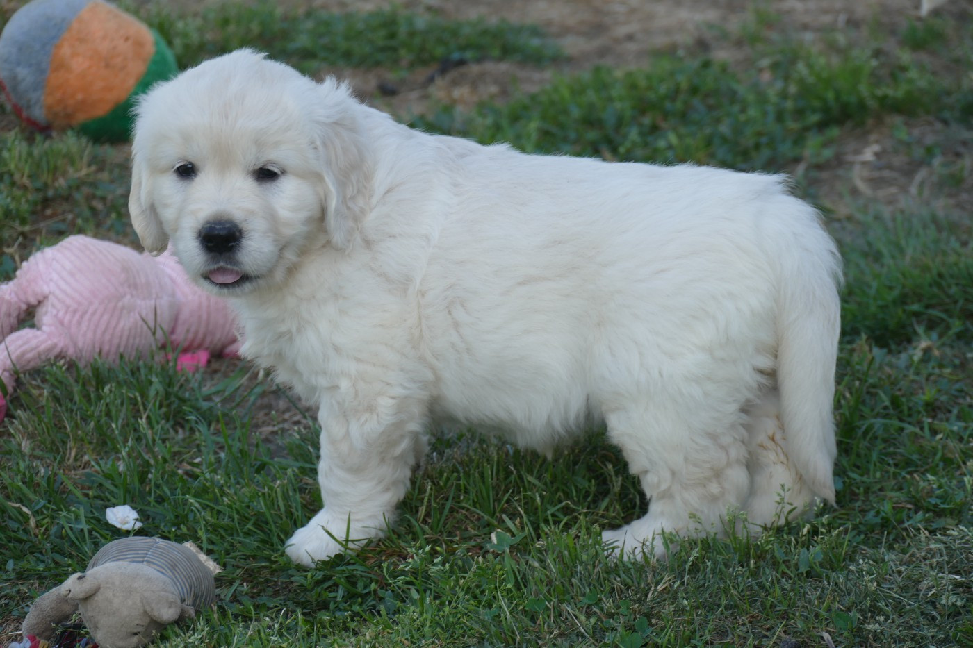 CHIOT 4 - Golden Retriever