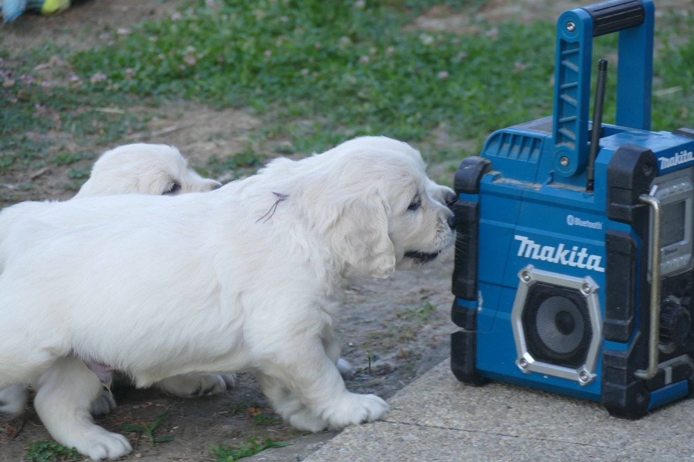 CHIOT 5 - Golden Retriever