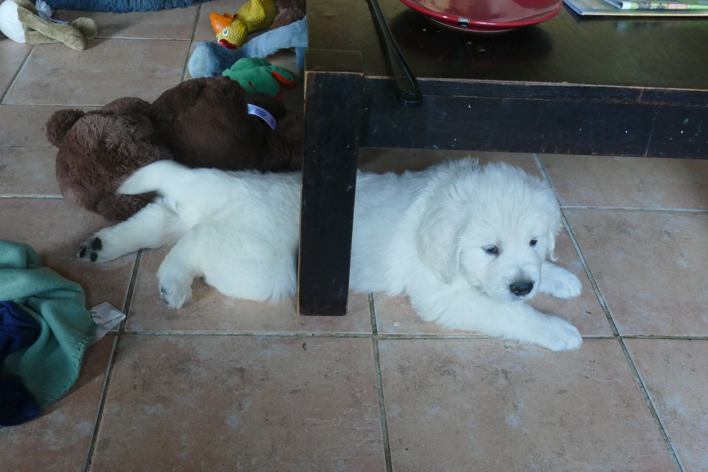 CHIOT 6 - Golden Retriever