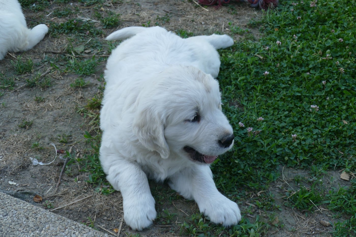 CHIOT 8 - Golden Retriever