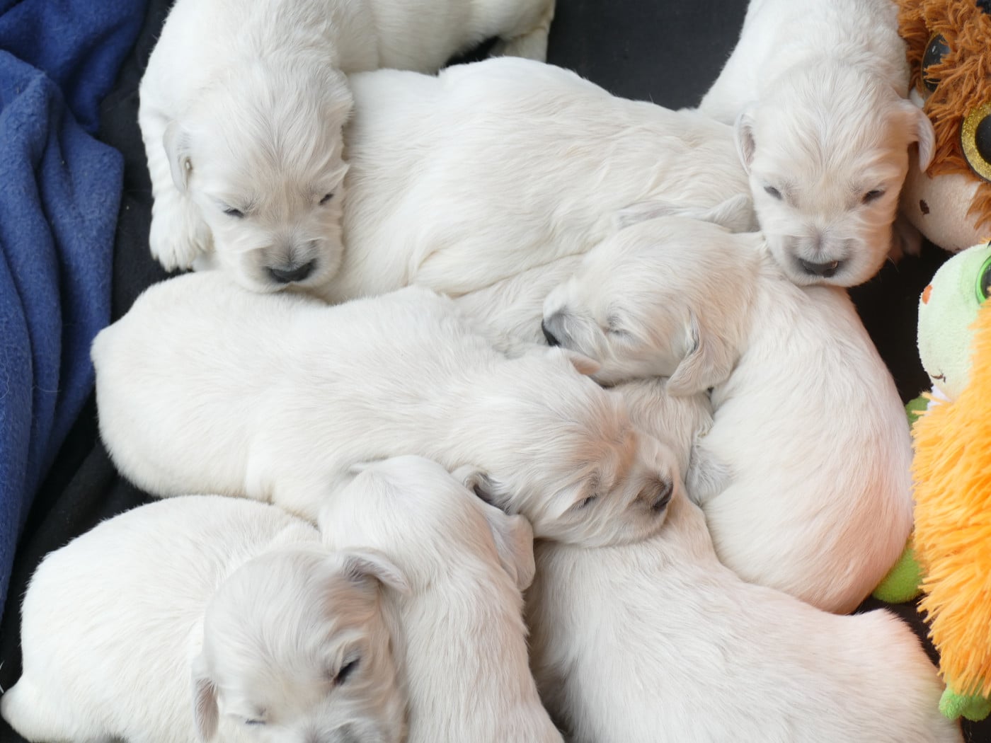 Chiot N°1 - Golden Retriever