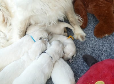 Les chiots de Golden Retriever