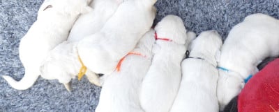 Les chiots de Golden Retriever