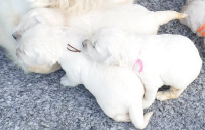 Les chiots de Golden Retriever