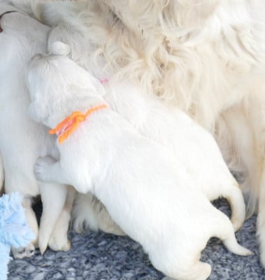 Les chiots de Golden Retriever