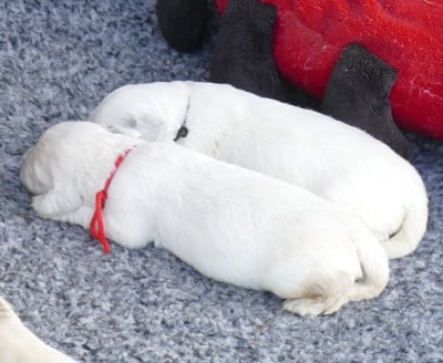 Les chiots de Golden Retriever