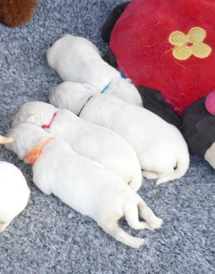 Les chiots de Golden Retriever