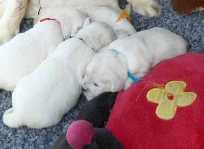 Les chiots de Golden Retriever