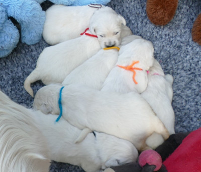 Les chiots de Golden Retriever