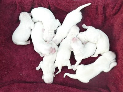 Les chiots de Golden Retriever