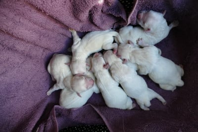 Les chiots de Golden Retriever