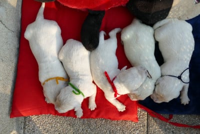 Les chiots de Golden Retriever