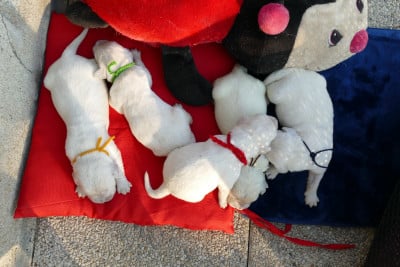 Les chiots de Golden Retriever