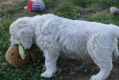 Les chiots de Golden Retriever