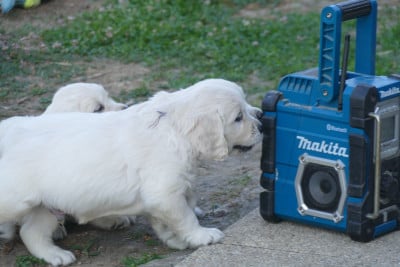 Les chiots de Golden Retriever