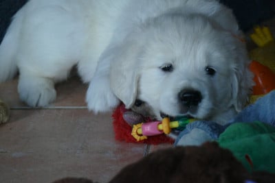 Les chiots de Golden Retriever