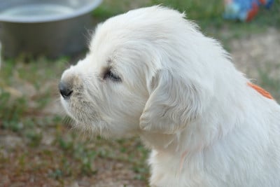 Les chiots de Golden Retriever