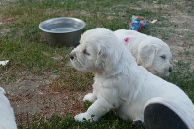 Les chiots de Golden Retriever