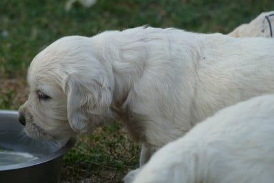 Les chiots de Golden Retriever