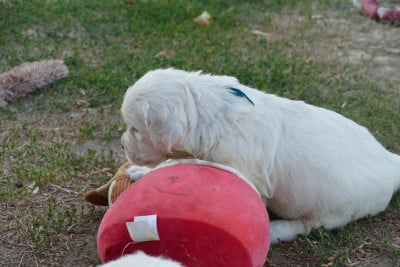 Les chiots de Golden Retriever