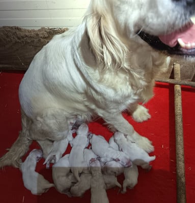 Les chiots de Golden Retriever
