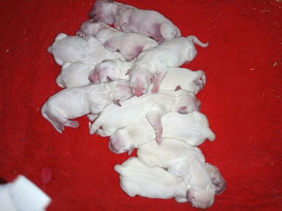 Les chiots de Golden Retriever