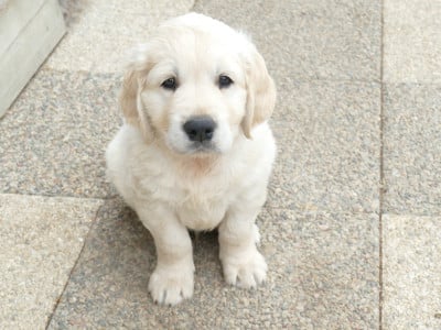 Les chiots de Golden Retriever