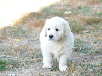 Les chiots de Golden Retriever