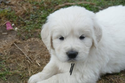 Les chiots de Golden Retriever