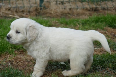 Les chiots de Golden Retriever