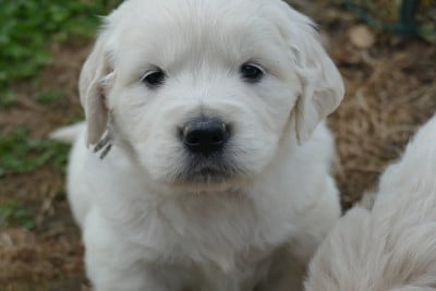 Les chiots de Golden Retriever