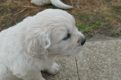 Les chiots de Golden Retriever