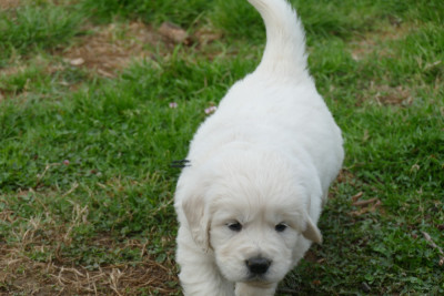 Les chiots de Golden Retriever