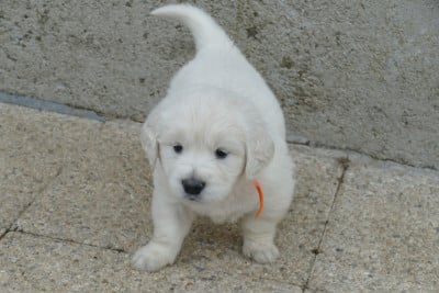Les chiots de Golden Retriever