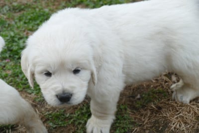 Les chiots de Golden Retriever