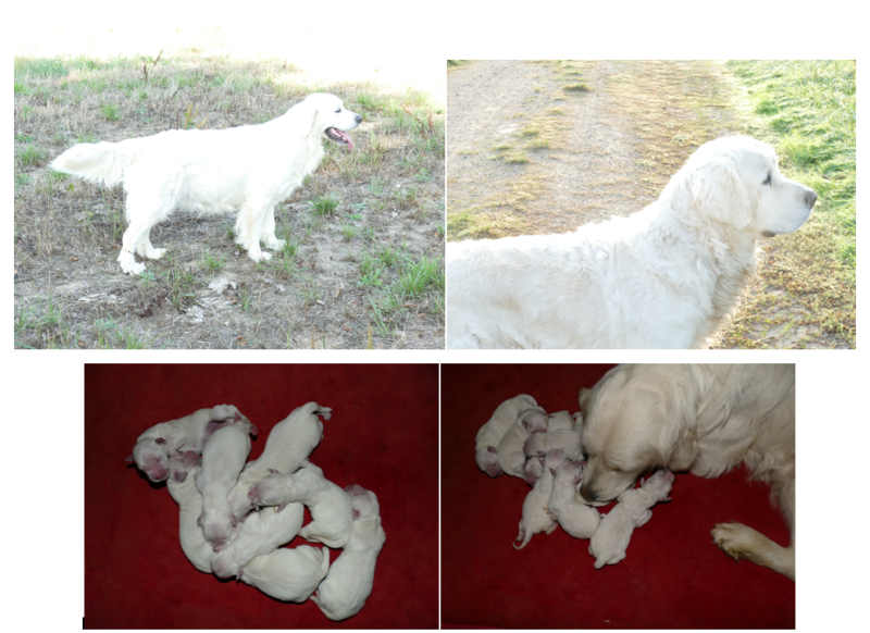 Golden Retriever - de la plaine des peupliers