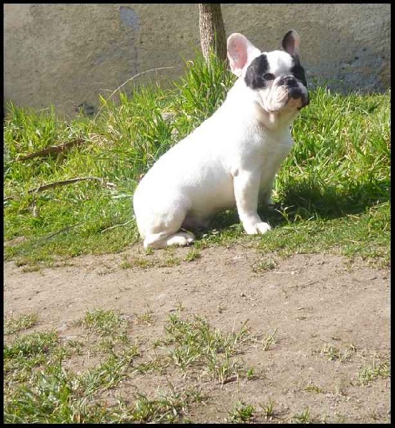 Guerlain dho Valtess - CACS 1er Excellent