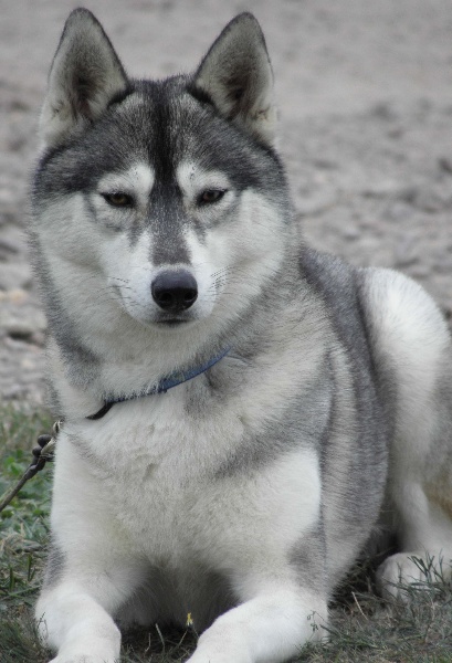 Publication : de L'Igloo des Sables Auteur : B. FORET